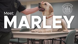 Meet Marley  Electronic Storage Detection K9 | Maine State Police