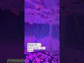 Gappi Fish in aquarium 💫🐟😍 #aquarium #fishing #folksong #fishingvideo #beautiful #fishing