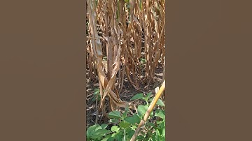 qaib qus daj khav tiag tiag.gà rừng mã vàng cực đẹp