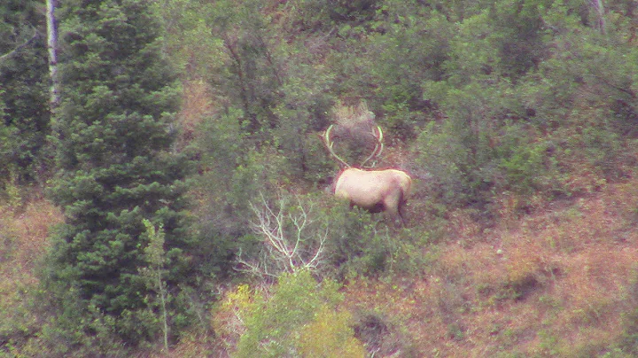 Wasatch Front Extended Archery Elk 2015