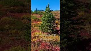 Beautiful Fall Foliage in Mount Rainier National Park, Washington #pnw #fallseason #natureshorts Beautiful Fall Foliage in Mount Rainier National Park, Washington #pnw #fallseason #natureshorts