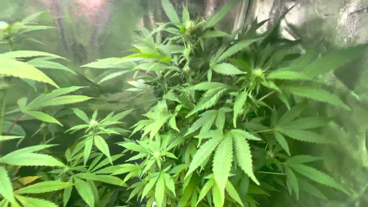 Mars Hydro Grow Journal Tsw2000 