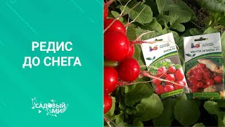 РЕДИС до СНЕГА. Как посадить редис осенью, чтобы быть с урожаем до зимы