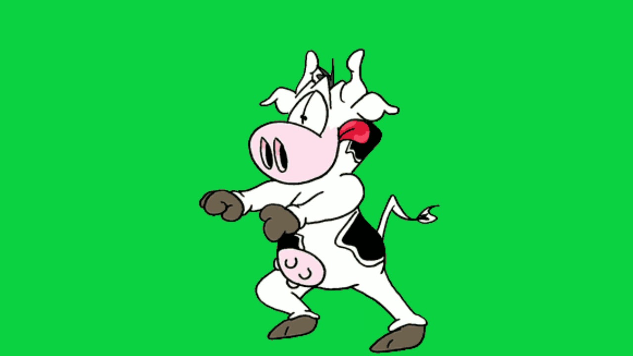 funny cow cartoon animated green screen video