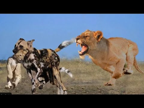 Leopard vs Big Python Snake Real Fight | Leopard Wild Big Battle - Most ...