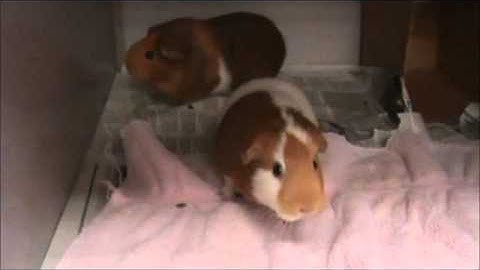 Meet Ginger and Sugar!