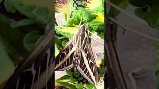 Hummingbird MOTH Flying in my Garden! (white-lined sphinx)