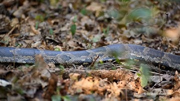 Indian Rock Python