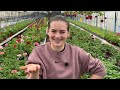 Pelargonium zonale-tot ce trebuie să știi!