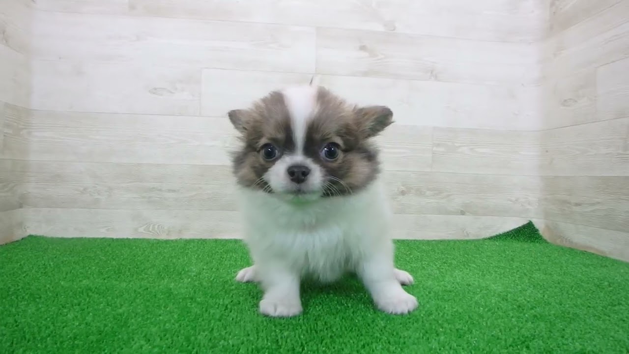 Coo&RIKU No.00745723 チワワ（ロングコート） - YouTube