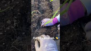 Planting onion starters | onions shortsviral shortsfeed gardeningtips growyourownfood