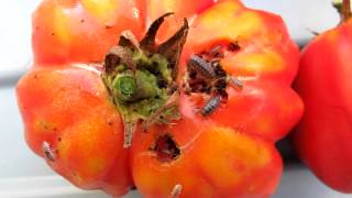 Not-A-Greenwich With Pill Bugs