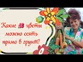 Какие цветы можно сеять прямо в грунт?