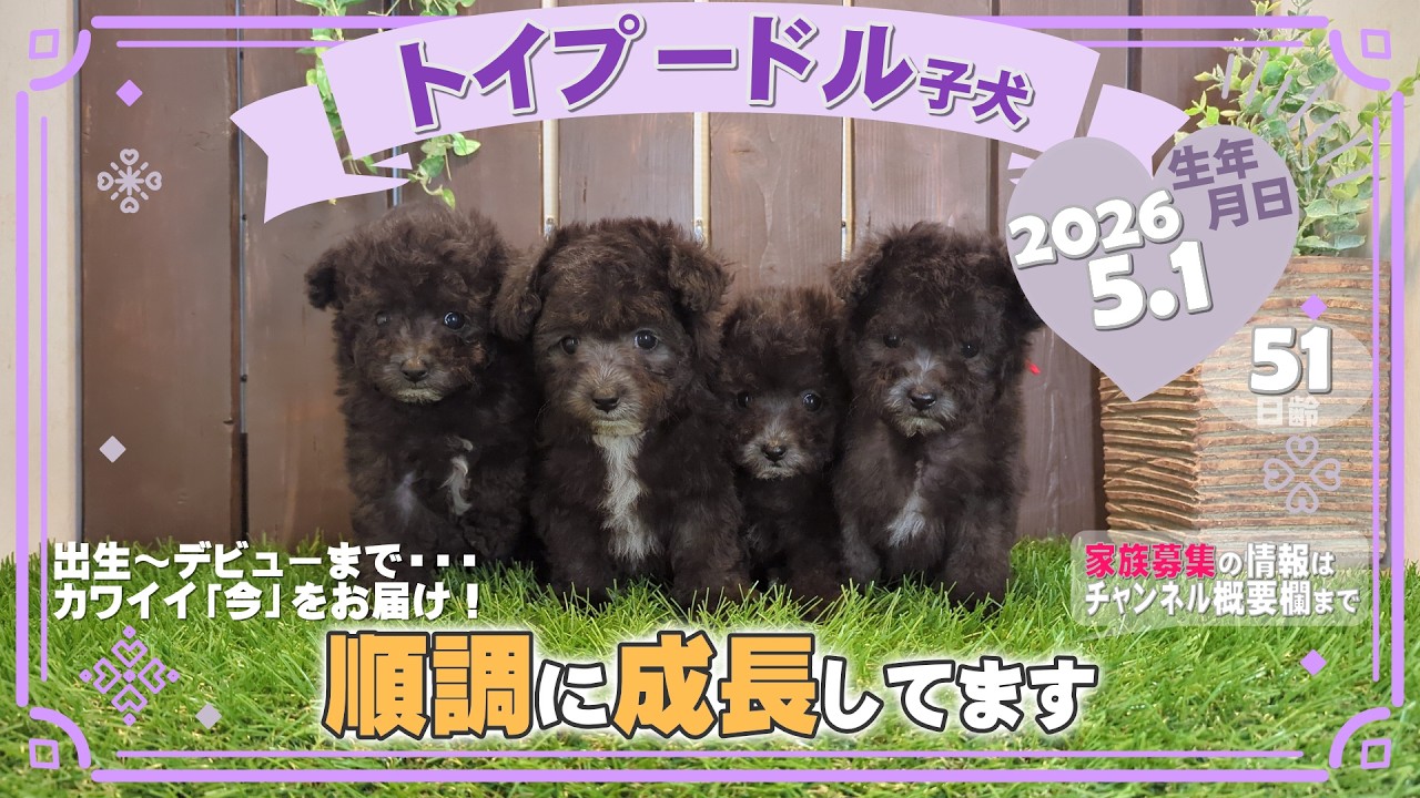 トイプードル子犬｜2026.5.1生（51日齢）｜グレー｜男の子・女の子