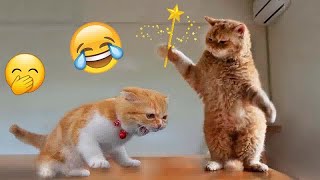 🤣 You Laugh You Lose 🐈🐱 Funny Animal Videos 🤣😹