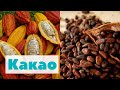 Как это сделано | Какао | Cacao