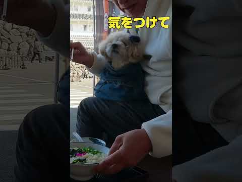 ママは平気なの？#犬のいる生活 #トイプードル