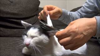 ブラッシングにうっとりする猫2　Cat is enchanted by brushing 2.