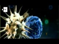 Terapia restablece capacidad de sistema inmune para detectar y atacar cáncer