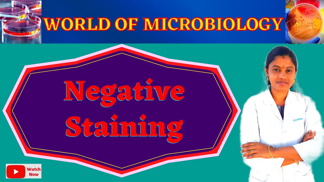 Negative Staining Bacterial Capsule Staining (Tamil) Microbiology Practical Topic 8