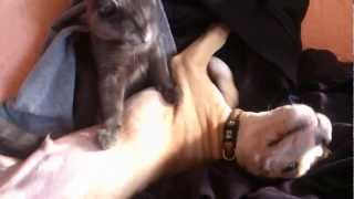 Russian Blue Vs American Stafford Simba And Amon