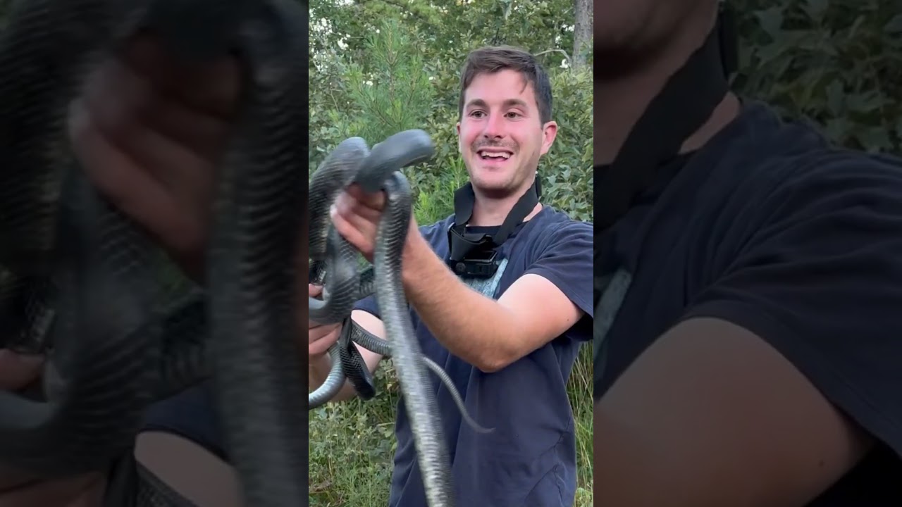 Переворачивание крышки для защиты от змей — подборка.