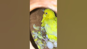 Birds Egg, Budgerigar Egg, Lovebird Egg#s#shorts