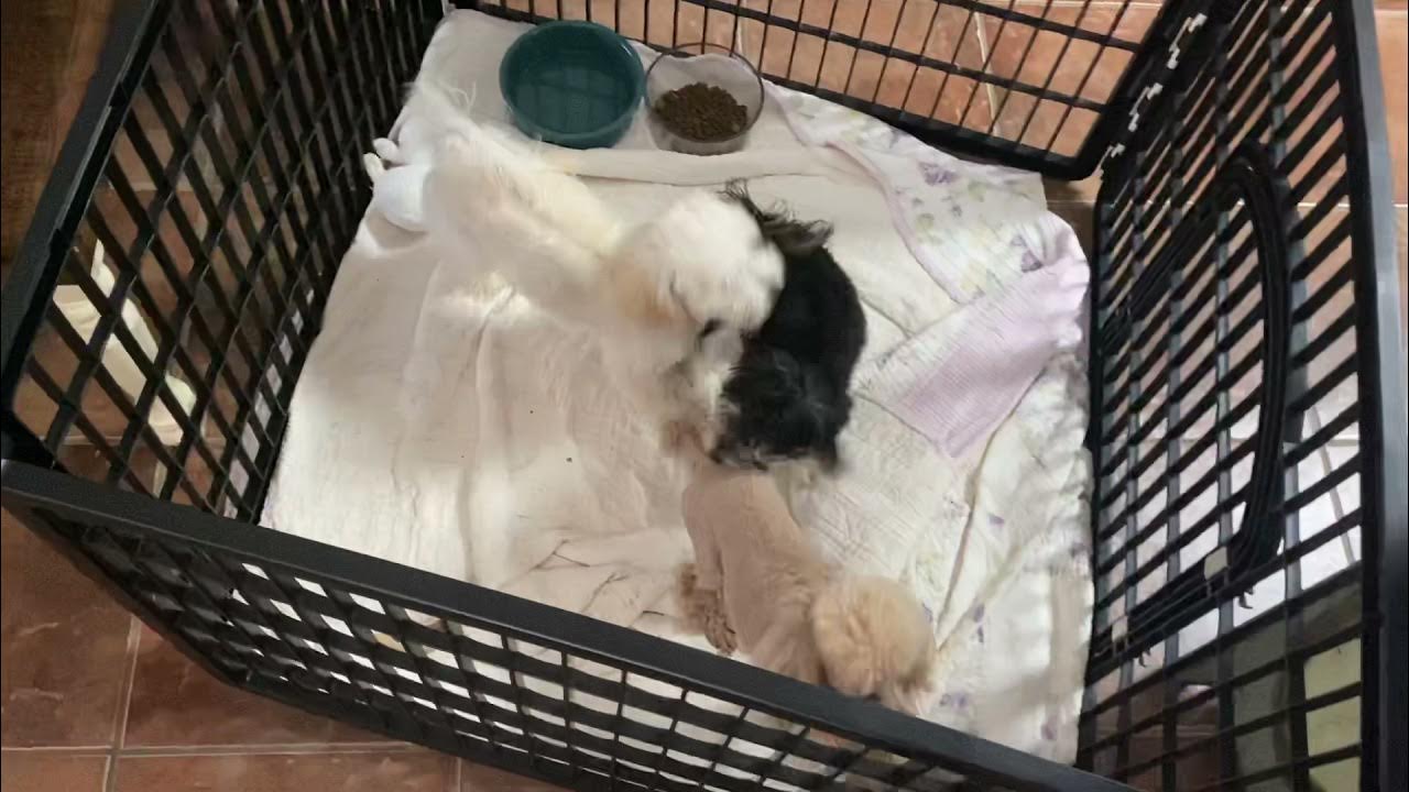 Toy Poodle escapes from the puppy playpen YouTube