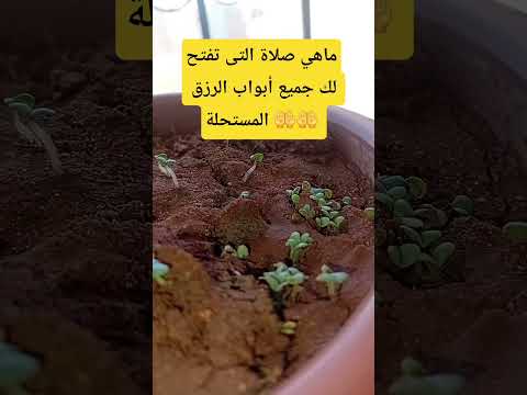 ماهي صلاة تفتح لك جميع أبواب الرزق المستحلة اكسبلور المغرب الجزائر عشاءلذيذ القرآن الكريم
