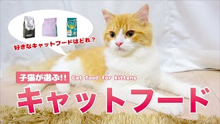 子猫が選ぶ！オススメの人気キャットフードランキング！【スコティッシュフォールド】/【Scottish Fold Cat】