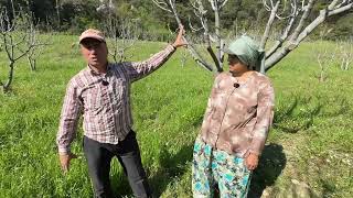 Doğal İnci̇r Üreti̇mi̇ 1. Bölüm Ocak-Şubat-Mart Nedim Yıldız