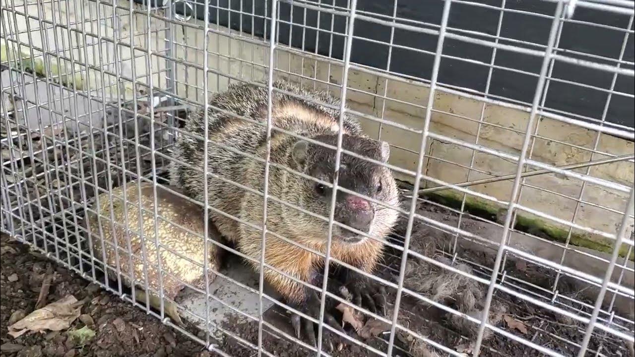 Harbor Freight Animal trap YouTube