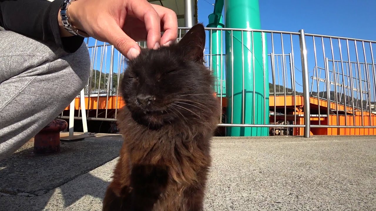 猫島 ライオンのような黒猫がとてもカッコイイ A Black Cat Like A Lion Is Very Cool Youtube