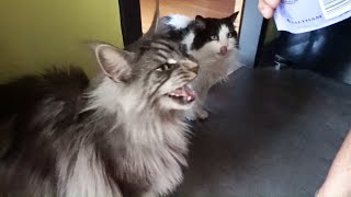 MAINE COON CAT meows meows Catisfactions !! Largest cat in the world MAINE COON CAT meows meows Catisfactions !! Largest cat in the world