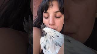 My sassy zombie girl wanted cuddles today! What backyard chickens is also like! #backyardchickens
