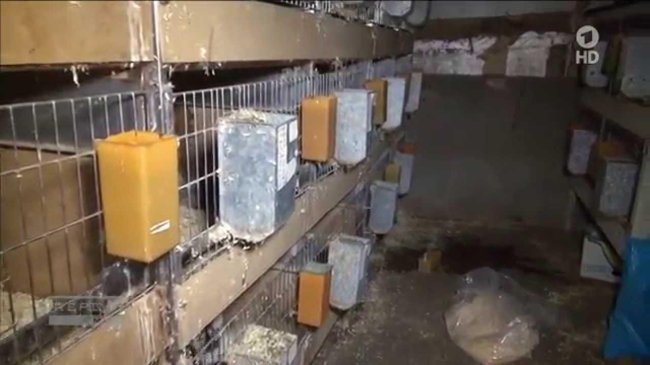 Woher Kommen Die Tiere Aus Dem Laden Youtube