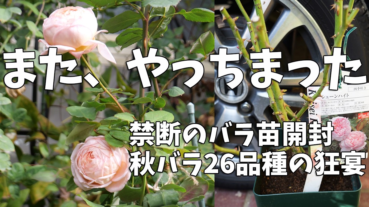 Rose Swamp] Why do we buy them even though we say 