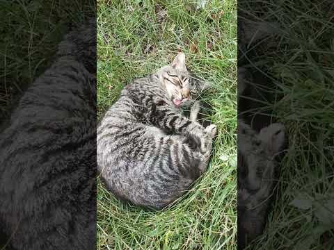 Котик 😼