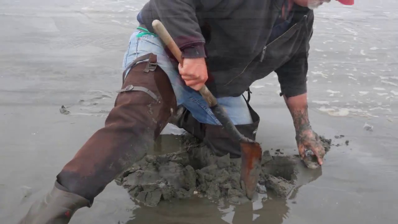 Ocean Shores Clam Dig 2016 YouTube