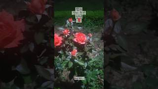 밤산책  장미 동산🌹 #자연 #꽃 #장미 #장미공원 #장미꽃 #rose #rosé  #roses #roseday #roselisa #roseflower