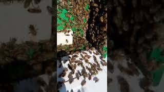 Azienda Agraria Barone Gallelli Di Badolato - Sciami 2021