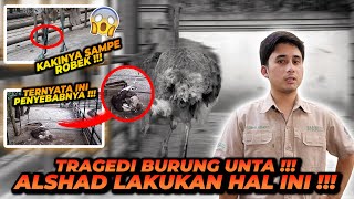 BURUNG UNTA KEC3LAKAAN LAGI ! LUKANYA PARAH ! INI PENYEBABNYA !