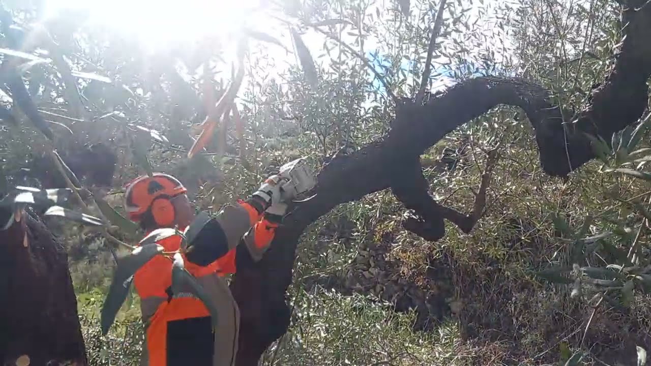 PODA OLIVO JAÉN VÍDEO 35 BIS