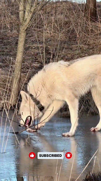 The Untold Power of the Wolf Pack 🐺🔥 #wolf