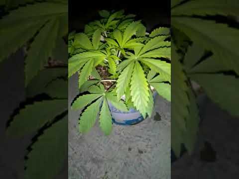  زراعة المريجوانا او القنب الهندي ادعمونا ليصلكوم كل جديد