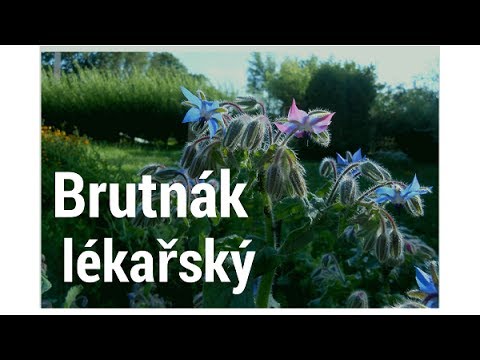 Video: Brutnák Lékařský