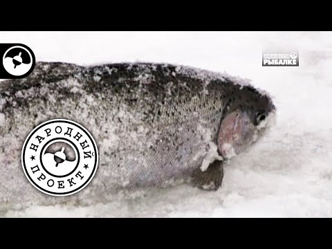 Форель со льда. Весёлая рыбалка | Народный проект