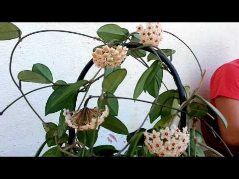Video: Moja biljka voska neće cvjetati - razlozi zašto hoya ne cvjeta