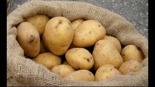 Tips to Be a Successful Potato Farmer