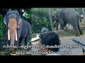 സിനിമാ ഷൂട്ടിങ് സെറ്റ് തകർത്ത ആനയെ മര്യാദക്കാരനാക്കിയ പാപ്പാൻ | Aanakathakal | Guruvayoor elephant
